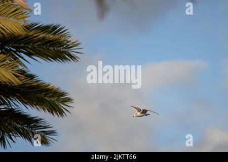 An impressive shot of a juvenile gull in flight on a blue background and green leaves from the left Stock Photo