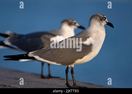 A closeup shot of two juvenile gulls standing on a stone with  a blue background Stock Photo