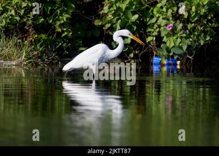 A selective focus shot of a great egret white bird in the pond water surrounded by plants Stock Photo