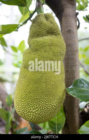 A vertical shot of jackfruit growing on the tree Stock Photo