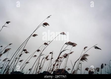 A Beautiful view of a vibrating common reed (Phragmites australis) field against a gray sky Stock Photo