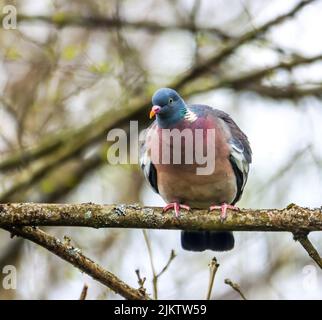 A fluffy wood pigeon perched on a tree branch Stock Photo