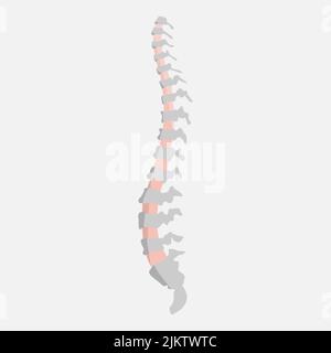 Spine icon on a white background Stock Vector