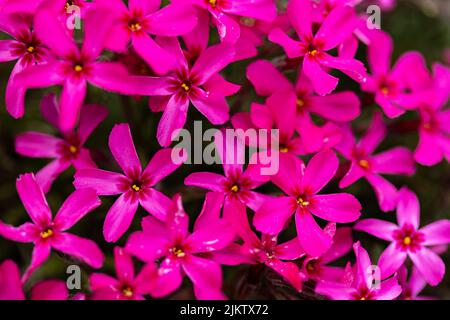 A closeup shot of blooming bright pink Phlox flowers Stock Photo