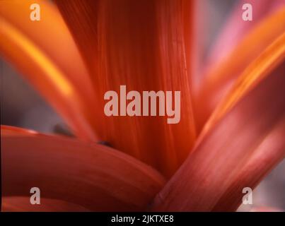 A selective shot of Guzmania bromeliad flower with orange petals as a background Stock Photo