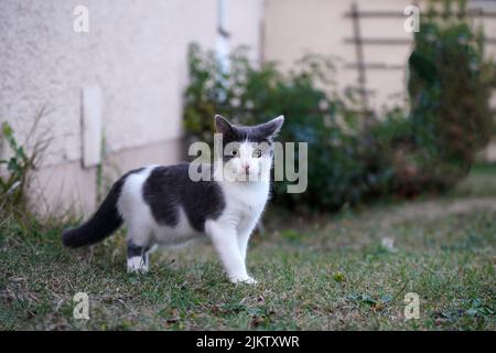 A closeup shot of a black and white kitten Stock Photo