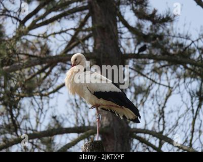 A closeup of the white stork resting on the trunk against the background of the tree. Ciconia ciconia. Stock Photo