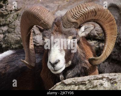 A closeup shot of a mouflon looking into the camera Stock Photo