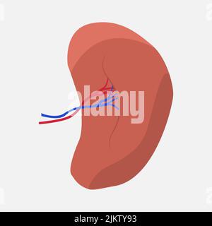 Spleen icon vector spleen icon Stock Vector