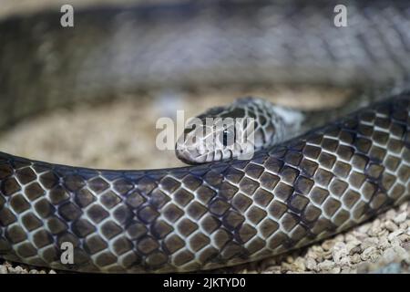 A closeup of a Black mamba on the stones Stock Photo