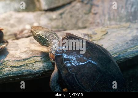A close-up shot of a Red-eared slider turtle on a wooden trunk in the forest Stock Photo