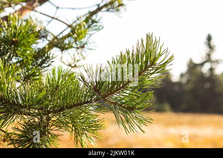 A selective focus shot of pine tree leaves in bright sunlight with blurred background Stock Photo