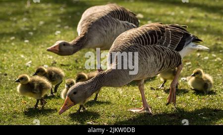 A greylag geese with small yellow fluffy goslings walking on a glass Stock Photo