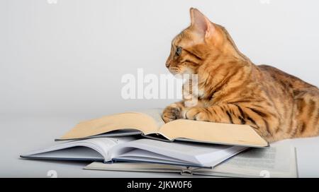 Smart Bengal cat and books on a white background. Preparation for school. Stock Photo