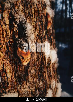 A closeup shot of chaga mushrooms growing on a tree trunk in the forest on a sunny day with blurred background Stock Photo