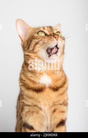 Yawning bengal cat on a white background. Vertical shot. Stock Photo