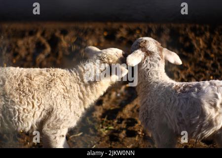 A beautiful shot of two cute sheep leaning on each other in a field Stock Photo