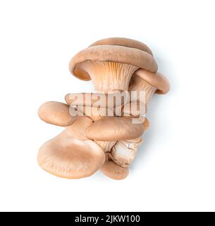 Oyster mushrooms isolated on a white background. Stock Photo