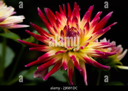 A close-up shot of a Semi Cactus Dahlia 'Tahiti Sunrise' grown in the garden in spring Stock Photo
