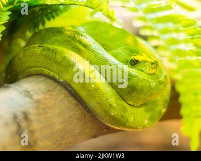 A closeup of a cute green tree Python snake curled up on a tree log surrounded by greenery Stock Photo