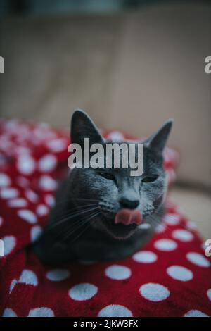 a vertical shot of a beautiful cute Russian Blue cat sitting on a red pillow. Stock Photo