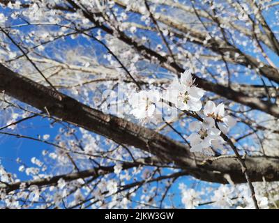 A closeup of cherry blossom flowers on a branch against the cloudless sky Stock Photo