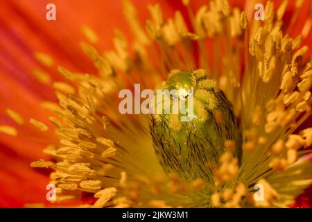A macro shot of a water drop on a head of an Iceland poppy Stock Photo