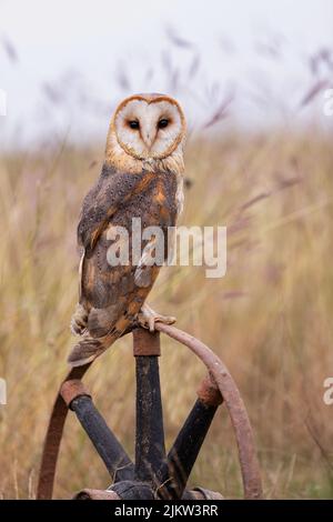 A beautiful portrait of barn owl (Tyto alba) perched on an old rusty farm wheel in the middle of the meadow with dry grass in the background.