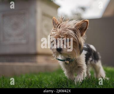 A selective focus shot of a Yorkshire Terrier running in a park Stock Photo