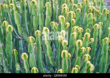 A closeup of resin spurge (Euphorbia resinifera) field all green and blooming with yellow flowers Stock Photo