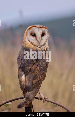 Close-up image of barn owl (Tyto alba) perched on an old rusty farm wheel in the middle of the grassland on a cold day in fall Stock Photo