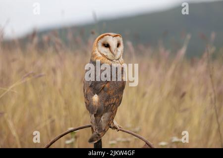 The barn owl (Tyto alba) perched on an old rusty farm wheel in the middle of the grassland. Stock Photo