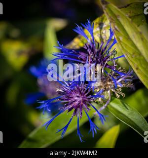 A selective focus shot of Blue Cornflower (Centaurea cyanus) Stock Photo