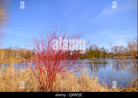 A red dogwood bush in front of a river in a natural setting during the day, a red wing black bird sits on a branch Stock Photo