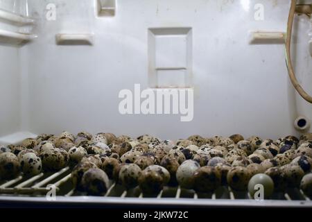 A close up of quail eggs in an incubator Stock Photo