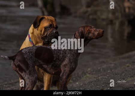 A TWO TONED HUNTING DOG AND A BULLMASTIFF SITTING AND STANDING BY THE EDGE OF A LAKE AT A OFF LEASH DOG AREA AT MARYMOOR PARK IN REDMOND WASHINGTON Stock Photo