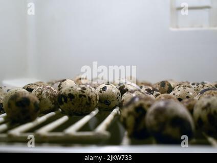 A close up of quail eggs in an incubator Stock Photo