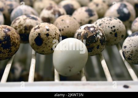 Baked quail eggs and chicken eggs with salt, popular street food in Hong Kong Stock Photo