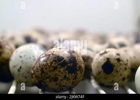 Closeup of spotted nutritious quail eggs, natural source of vitamins and minerals, on a rustic wooden surface Stock Photo