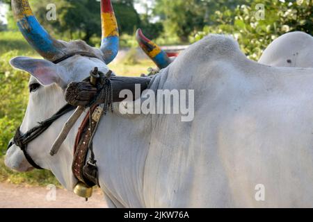 A Bullock cart on Indian road in a bright sunny day Stock Photo