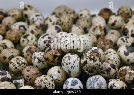 top view on quail eggs close up on wooden table. macro photo of raw quail eggs Stock Photo