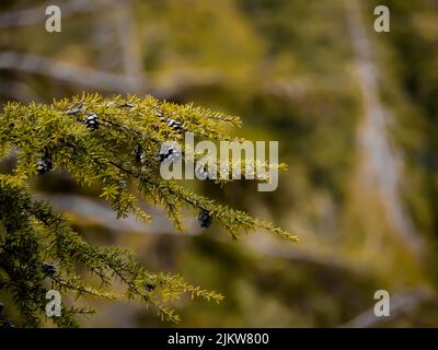 A selective focus of fir branches with small cones against a blurred background Stock Photo