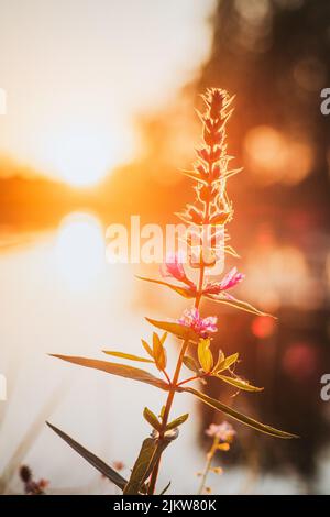 Willowherd lit by colorful sunset Stock Photo