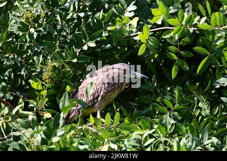 A closeup shot of a black-capped night-heron perching on a tree branch Stock Photo