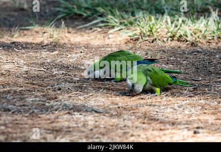 A couple of monk parakeets eating seeds on the ground Stock Photo