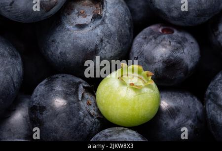 Blueberries on a macro scale. Dark berries in close-up. Ripe blueberries isolated. Healthy, natural fruit. Stock Photo
