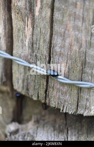 A beetle on barbed wire on a wooden surface Stock Photo