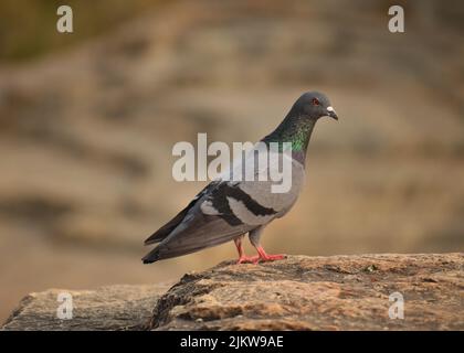 A Closeup view of a Indian Pigeon on a rock in Forest area. Pigeons are found in most part of the world with background blur.