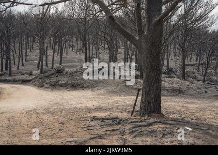 Spanish mountains with pine forest burned after wildfire, Mijas, Malaga, Andalucia, Spain Stock Photo