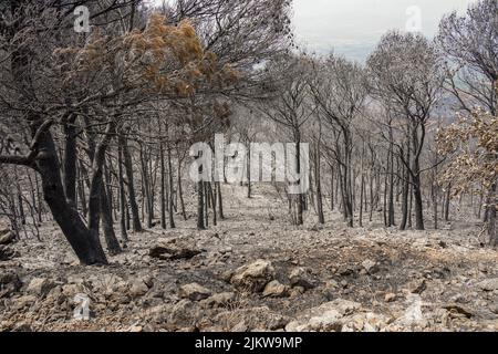 Spanish mountains with pine forest burned after wildfire, Mijas, Malaga, Andalucia, Spain Stock Photo